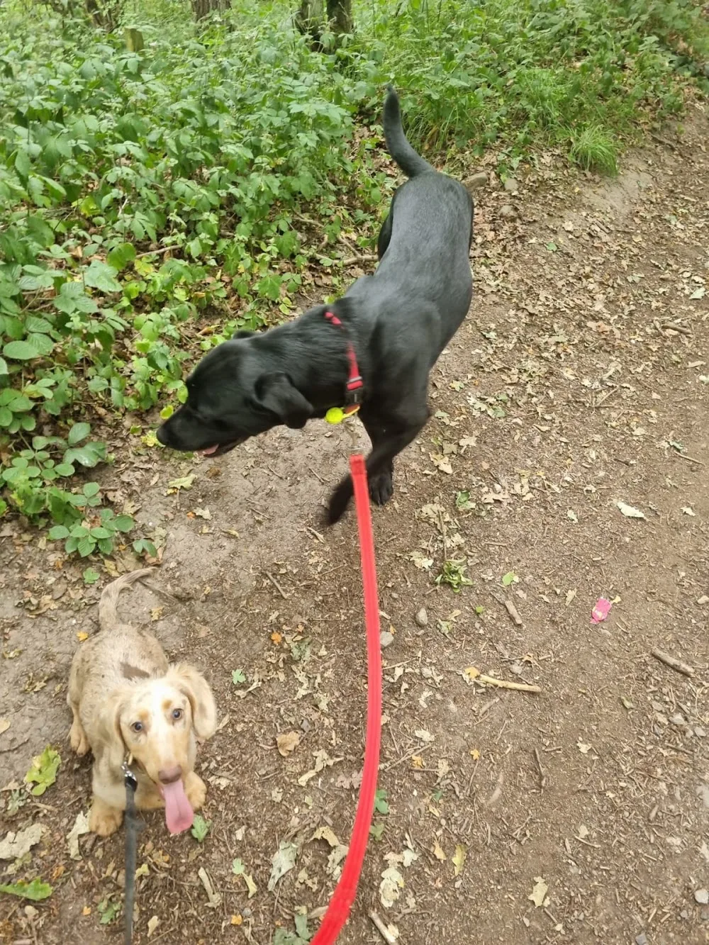 Springwood luxury dog boarding - Redcar and Cleveland pet otel görseli 3