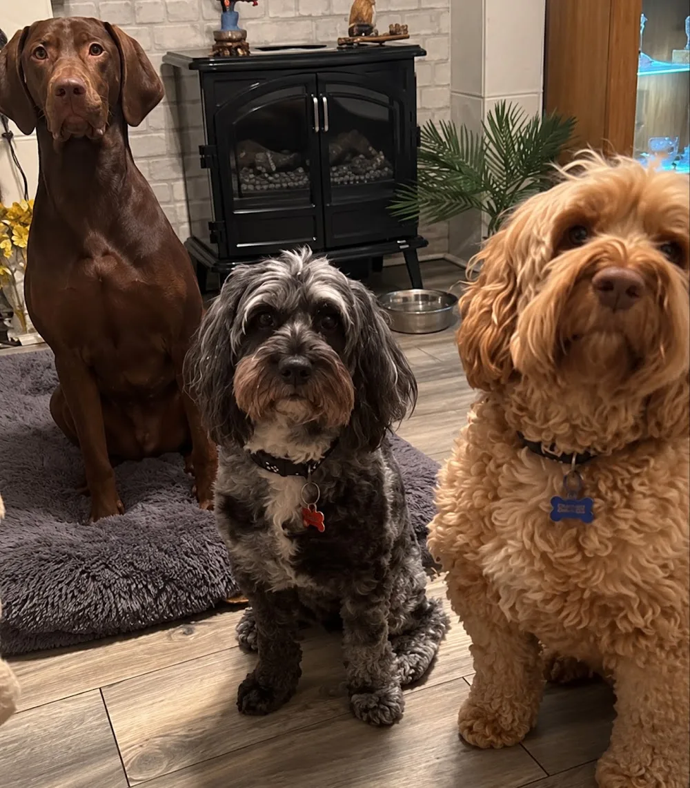 The Hairy Dog House - Redcar and Cleveland pet otel