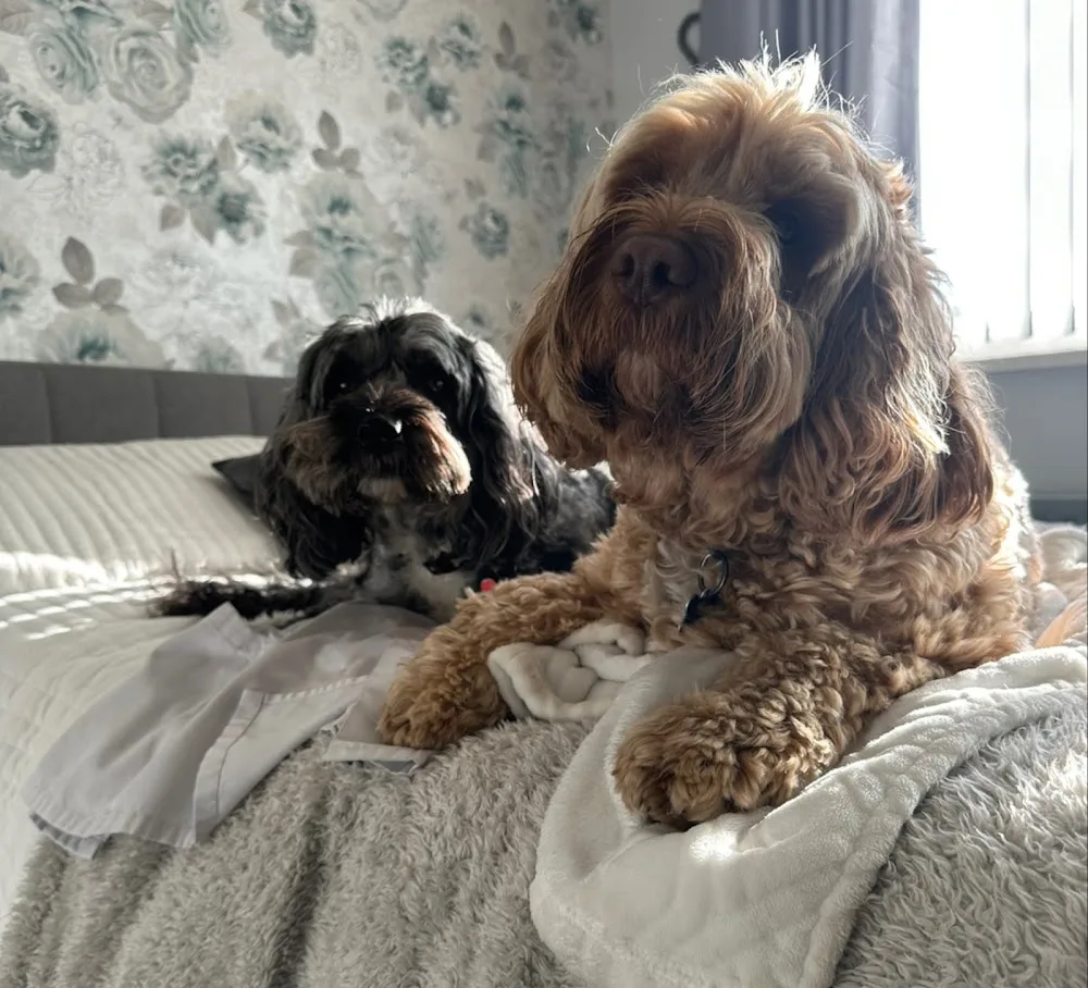 The Hairy Dog House - Redcar and Cleveland pet otel görseli 3