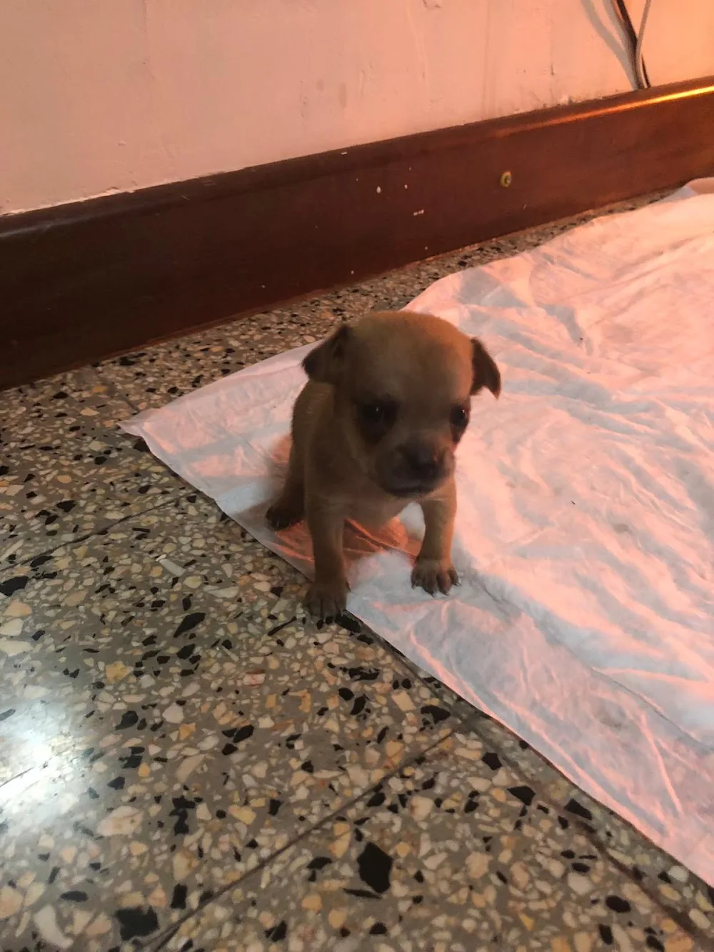 Casa del cane di Vivi Colonnetta - Reggio Calabria pet otel
