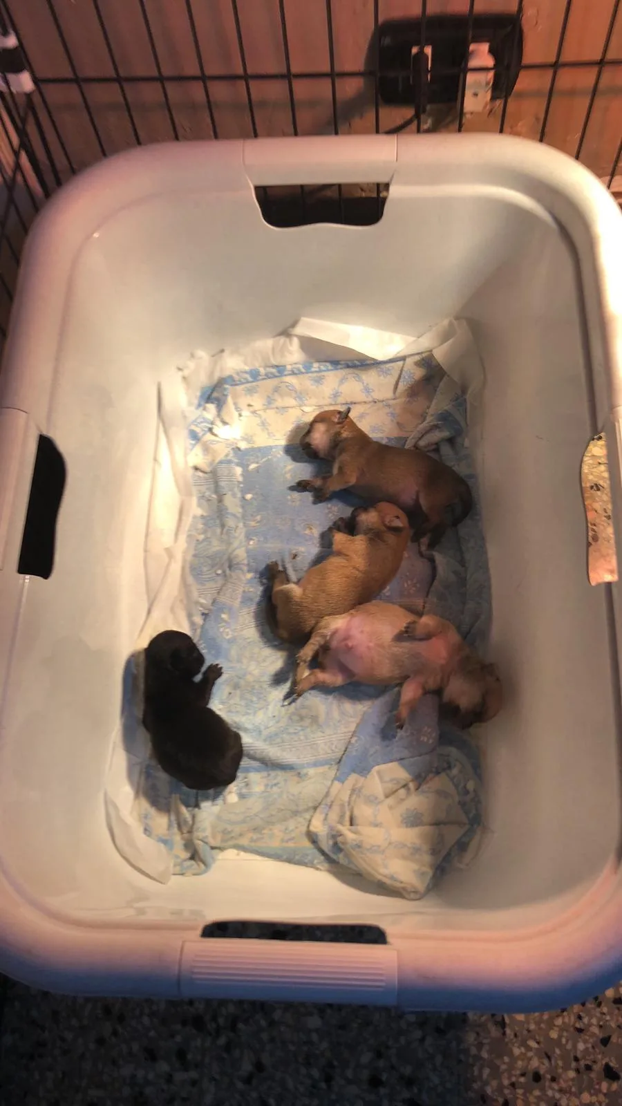 Casa del cane di Vivi Colonnetta - Reggio Calabria pet otel görseli 3