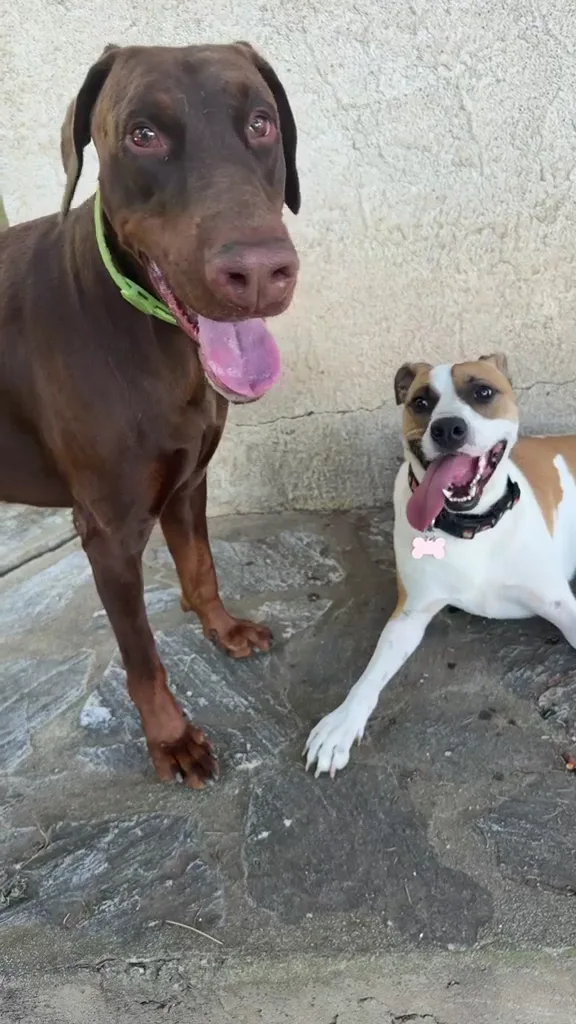 La casa di Rocky - Reggio Calabria pet otel