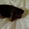 La casa di Rocky - Reggio Calabria pet otel görseli 5