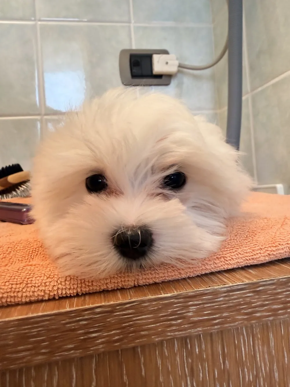 Allevamento e Pensione per cani “I Piccoli Principi” - Reggio Emilia pet otel