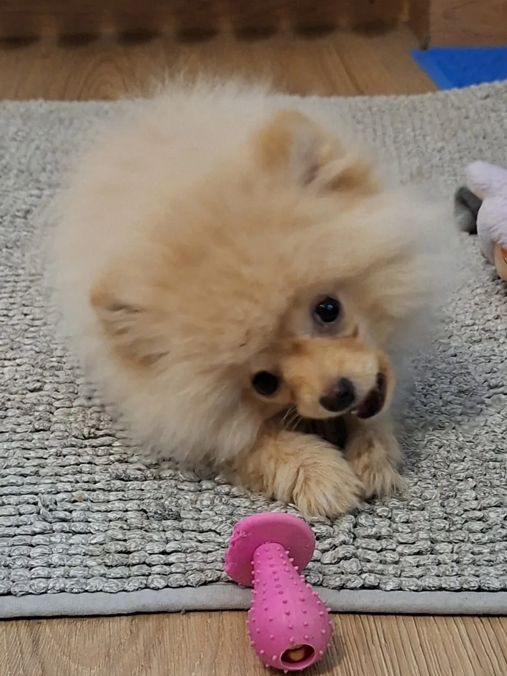 Allevamento e Pensione per cani “I Piccoli Principi” - Reggio Emilia pet otel görseli 3