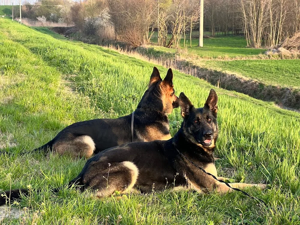 CastelDog & Vom Hause Tyra Kennel - Reggio Emilia pet otel