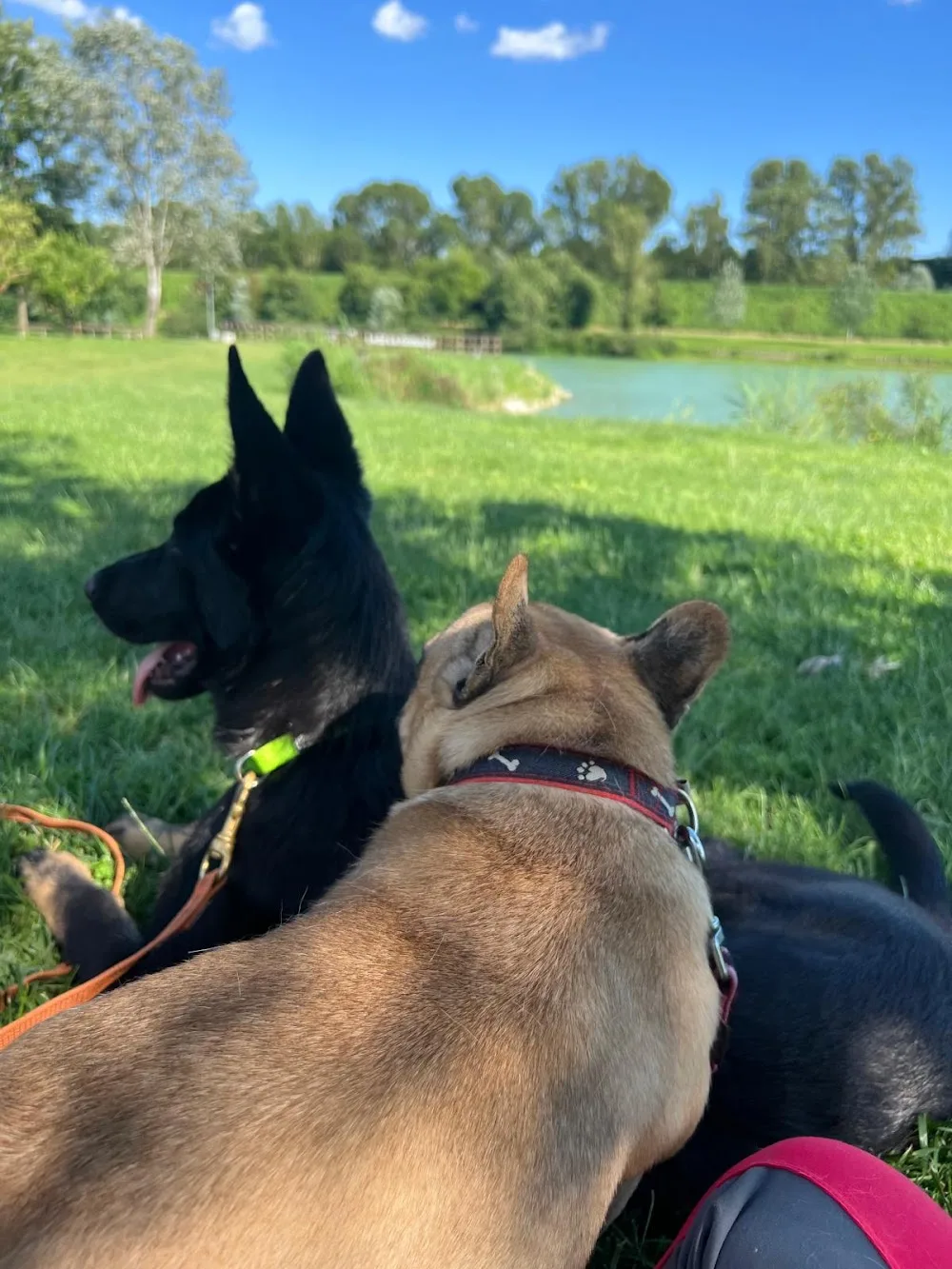 CastelDog & Vom Hause Tyra Kennel - Reggio Emilia pet otel görseli 3