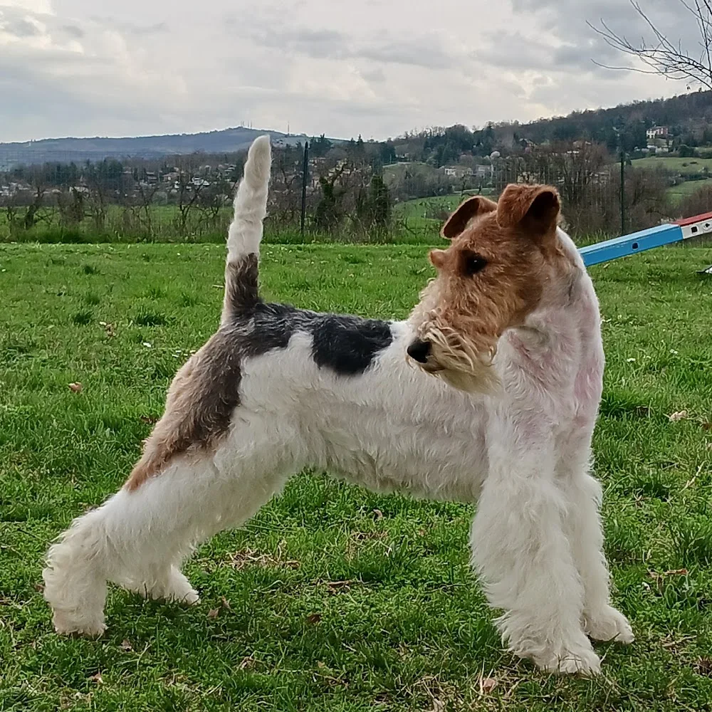 CENTRO CINOFILO LA CAPANNA - Reggio Emilia pet otel görseli 3