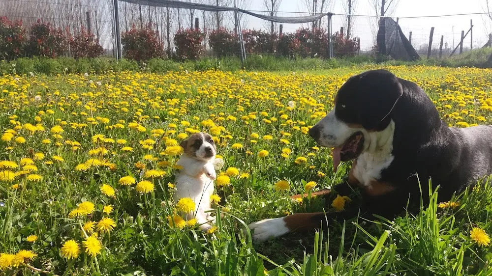 Piccole Grandi Orme - Circolo Ippico, Allevamento e pensione cani - Reggio Emilia pet otel