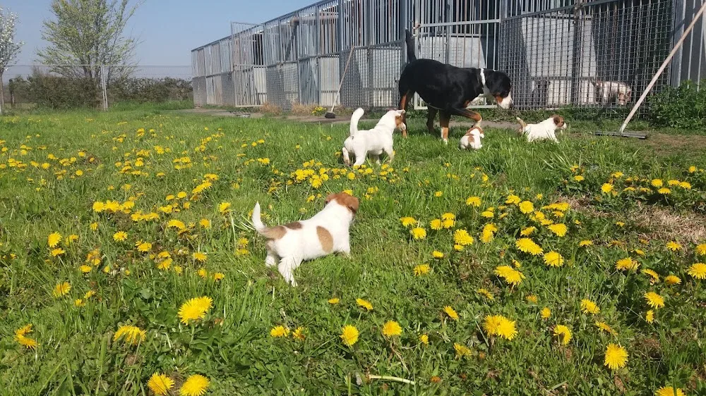 Piccole Grandi Orme - Circolo Ippico, Allevamento e pensione cani - Reggio Emilia pet otel görseli 3