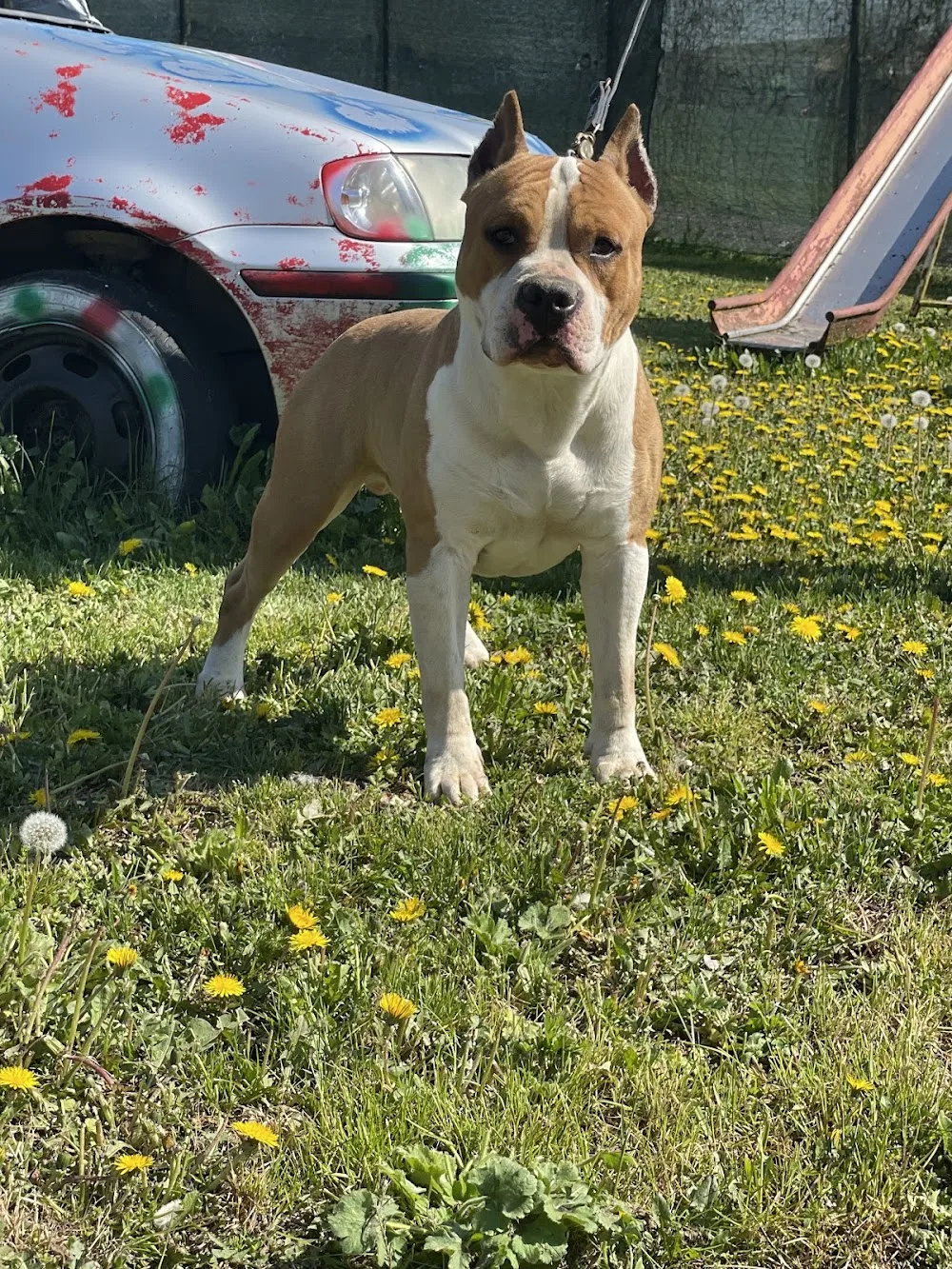 The Cuda's Kennel - Reggio Emilia pet otel