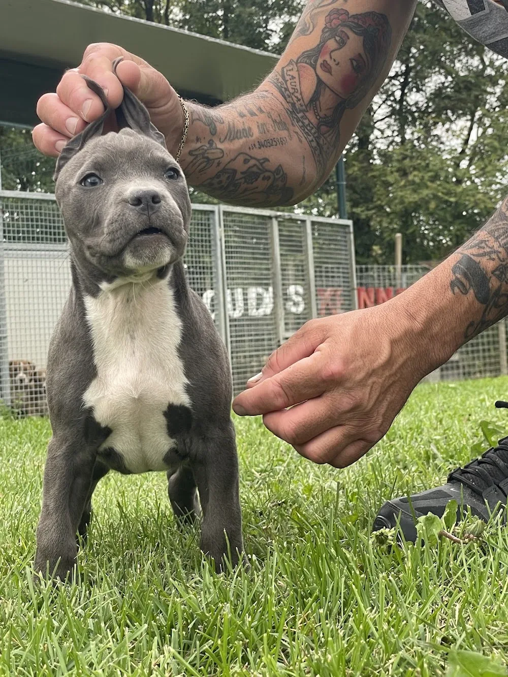 The Cuda's Kennel - Reggio Emilia pet otel görseli 3