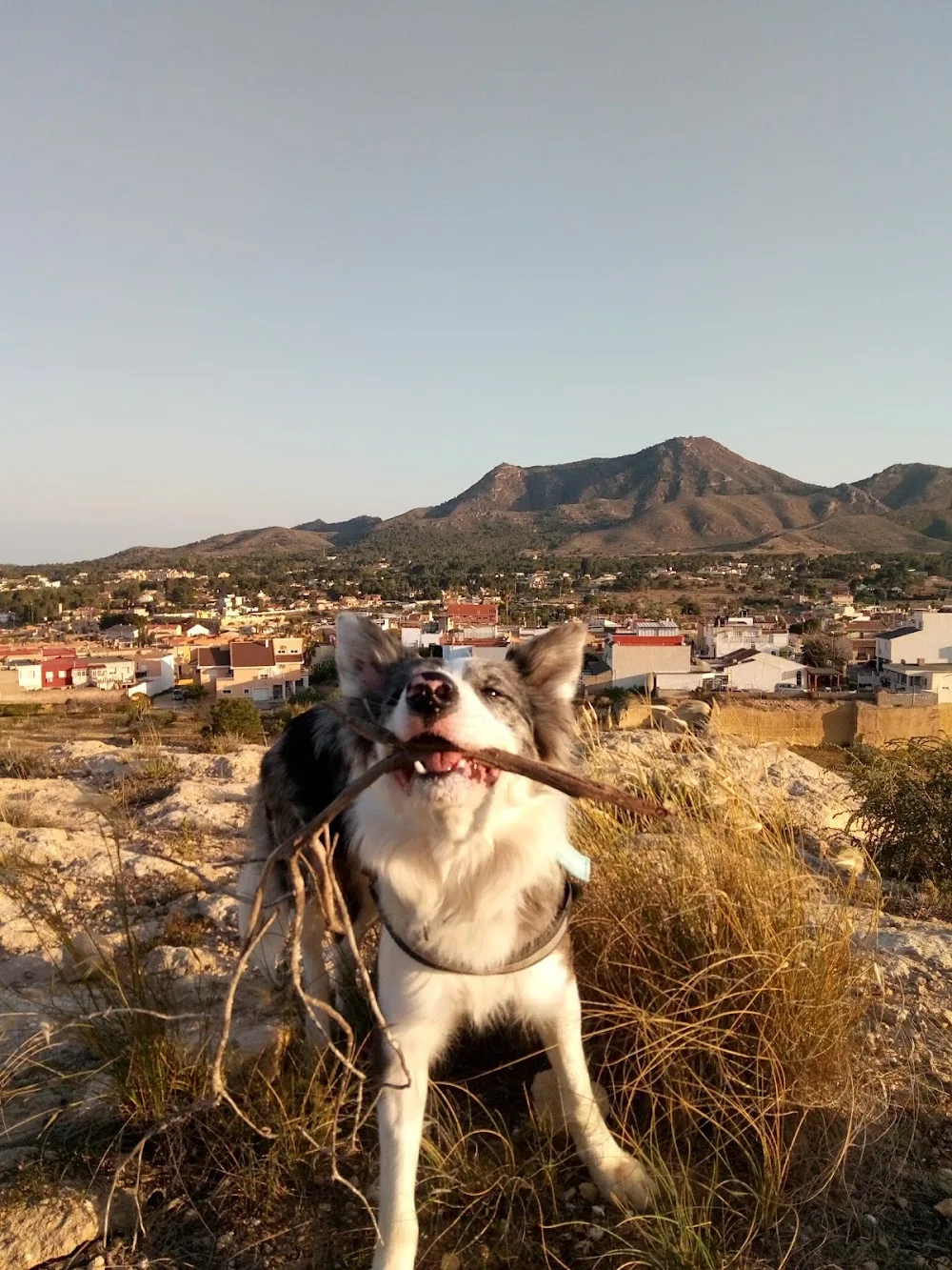 Centro Canino Parras - Region of Murcia pet otel