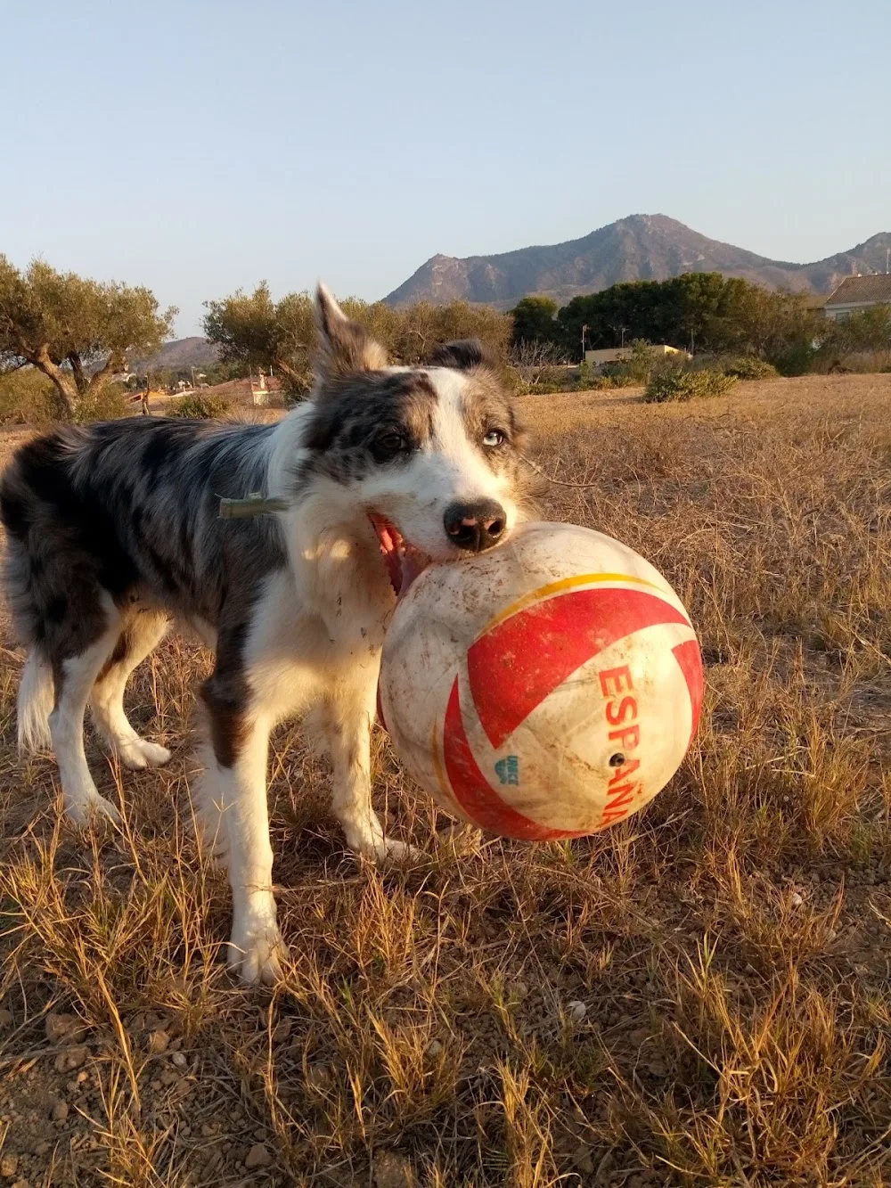 Centro Canino Parras - Region of Murcia pet otel görseli 3