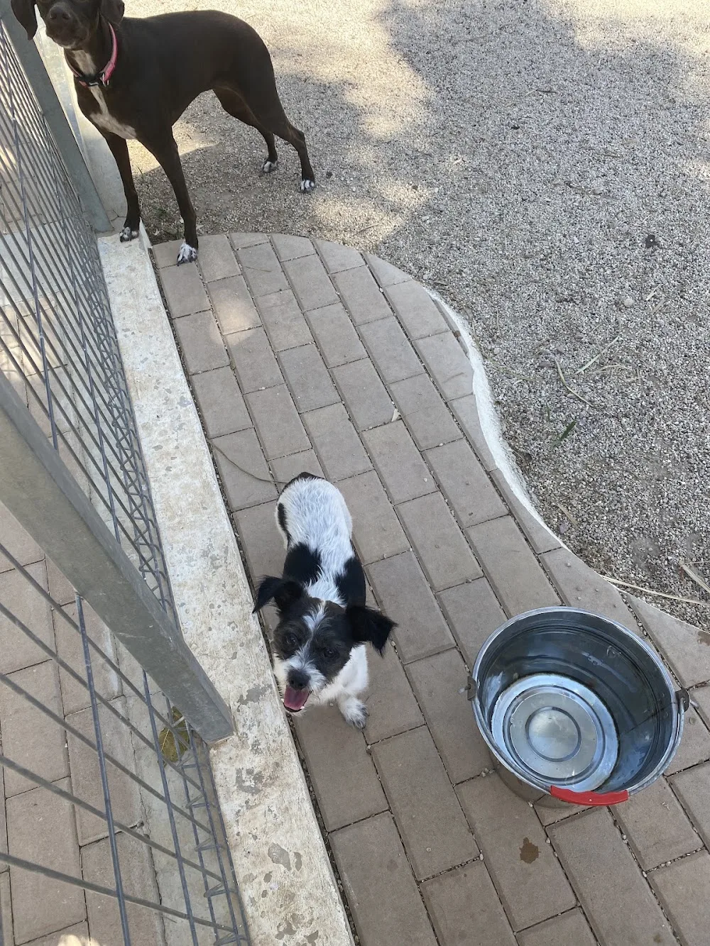 Centrocan, hotel para perros y gatos - Region of Murcia pet otel görseli 3