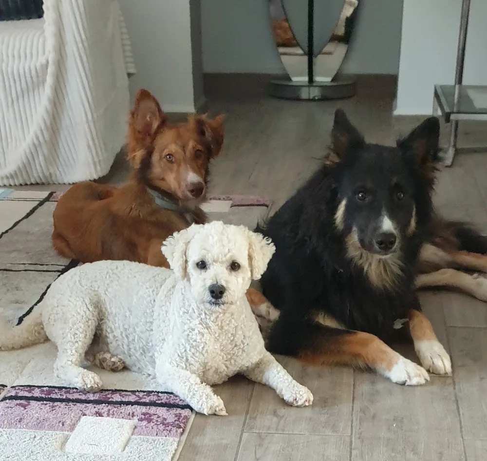 Muttlins The Happy Hound Holiday Home - Region of Murcia pet otel