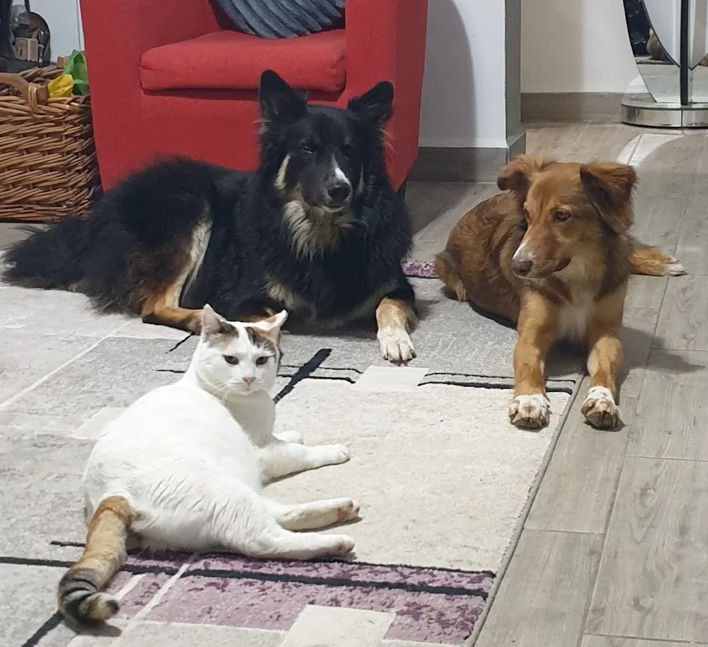Muttlins The Happy Hound Holiday Home - Region of Murcia pet otel görseli 3