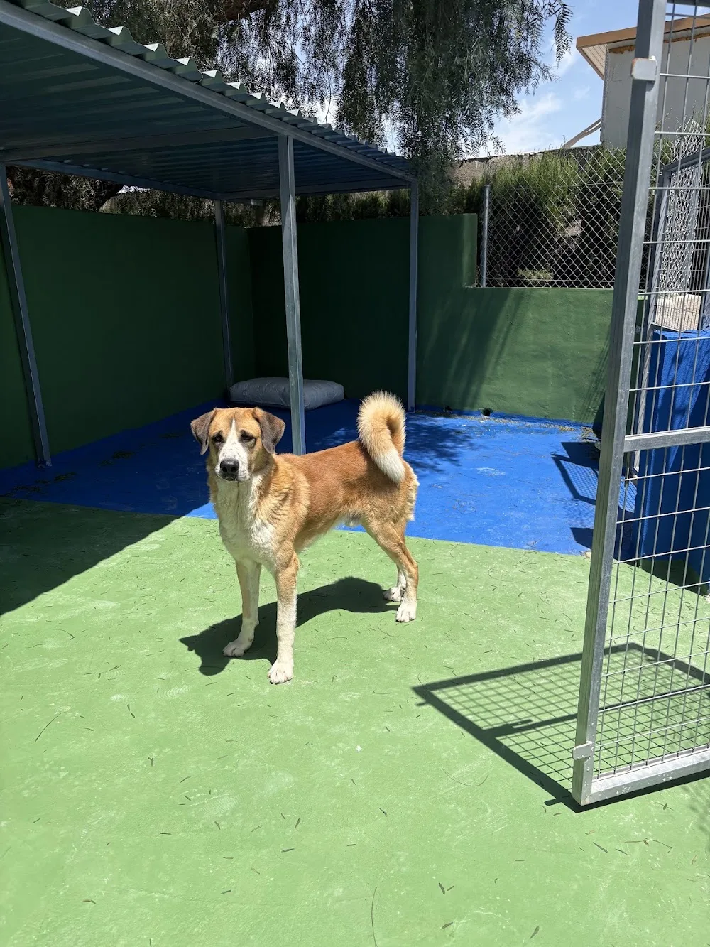 Residencia Rural Canino “como en casa” - Region of Murcia pet otel görseli 3