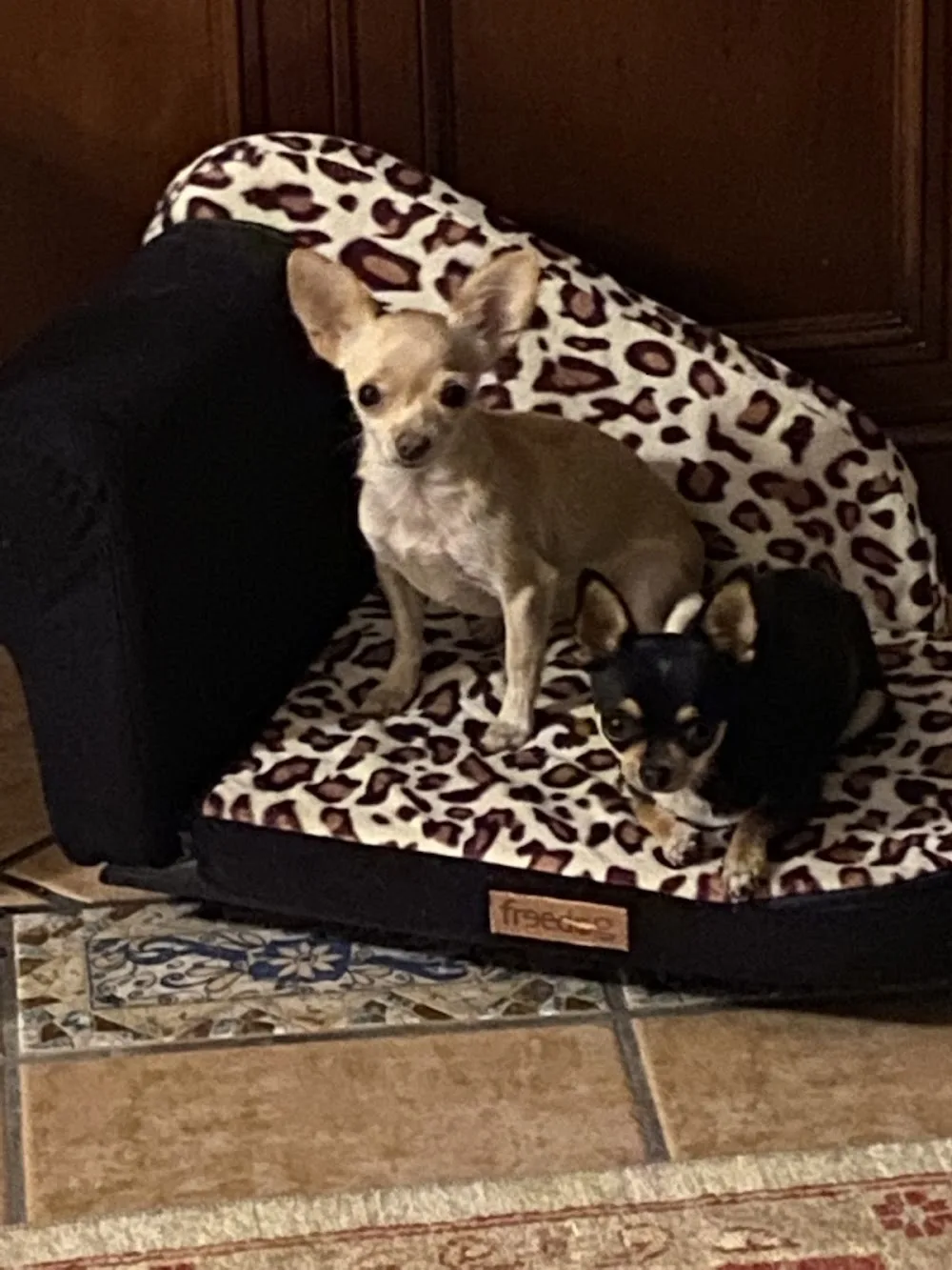 wags and whiskers kennels & cattery - Region of Murcia pet otel görseli 3