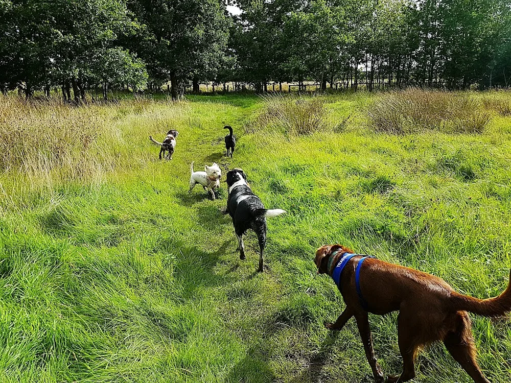 Home from Home Pet Care - Renfrewshire pet otel