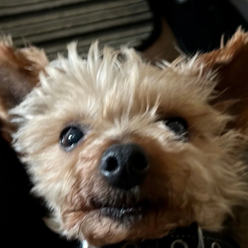 Home from Home Pet Care - Renfrewshire pet otel görseli 5