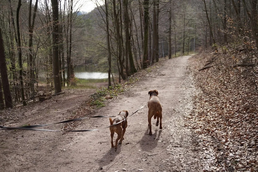 Charlys Hundepension - Rhineland-Palatinate pet otel