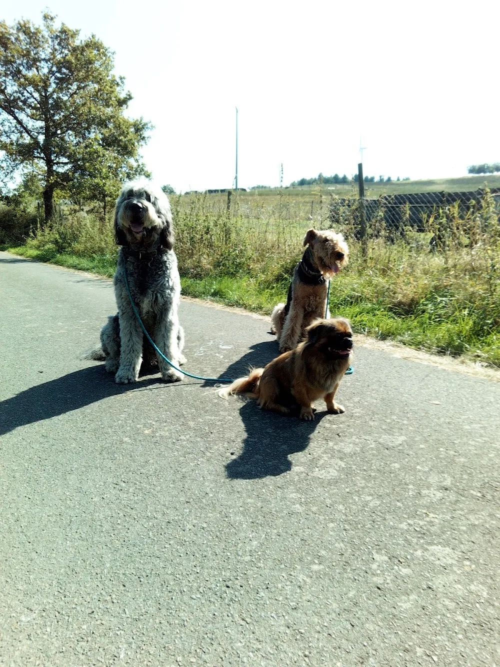 Hundebetreuung. Gerds. Dogwalker . Dogservice. 7! - Rhineland-Palatinate pet otel görseli 3