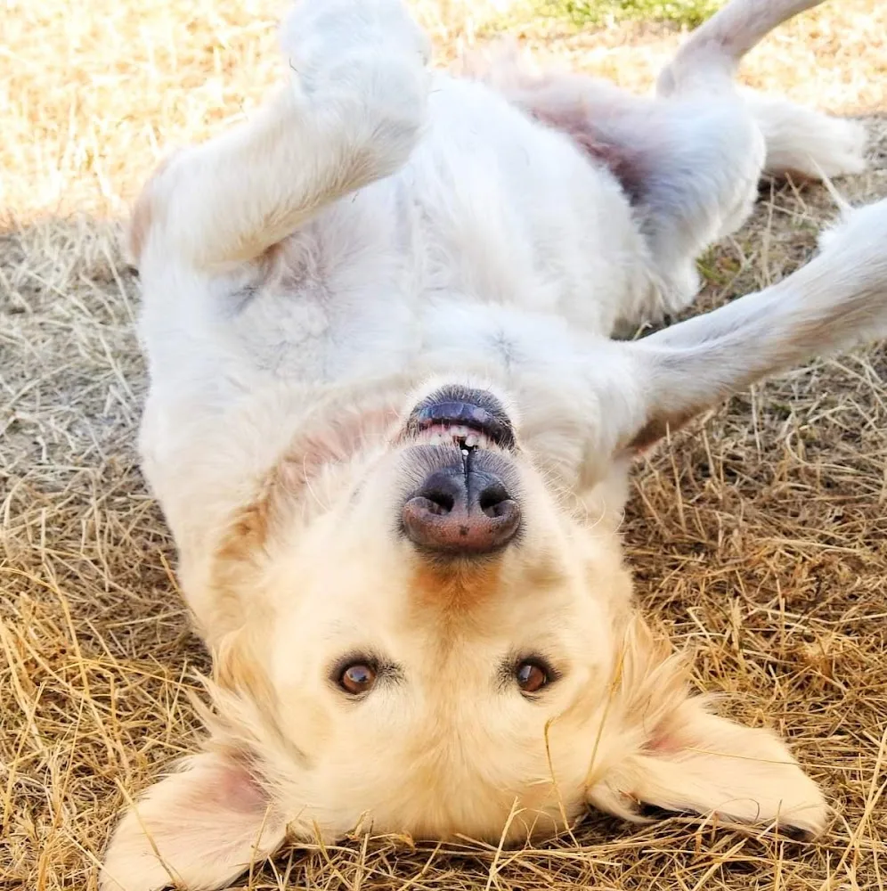 Hundebetreuung. Gerds. Dogwalker . Dogservice. 7! - Rhineland-Palatinate pet otel görseli 4