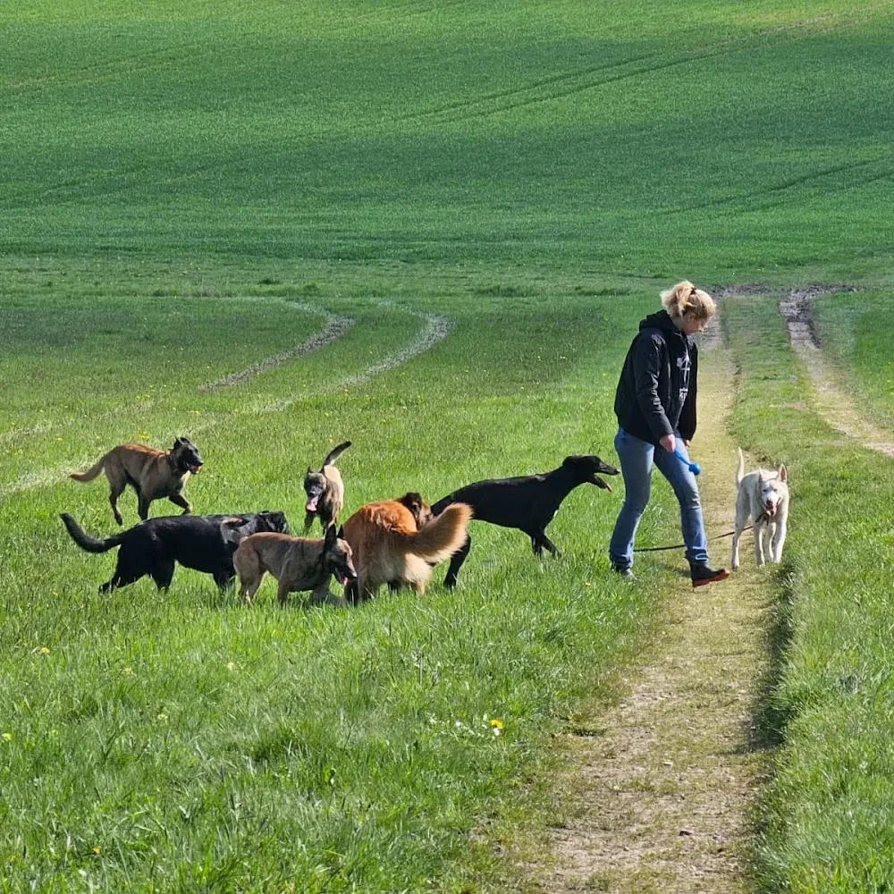 Hundepension Fiffi&Co - Rhineland-Palatinate pet otel görseli 3
