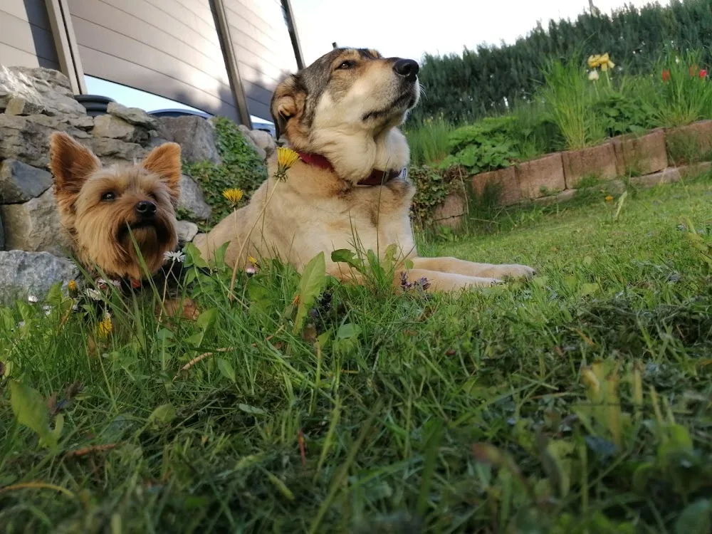 Hundepension - Kugel.de - Rhineland-Palatinate pet otel