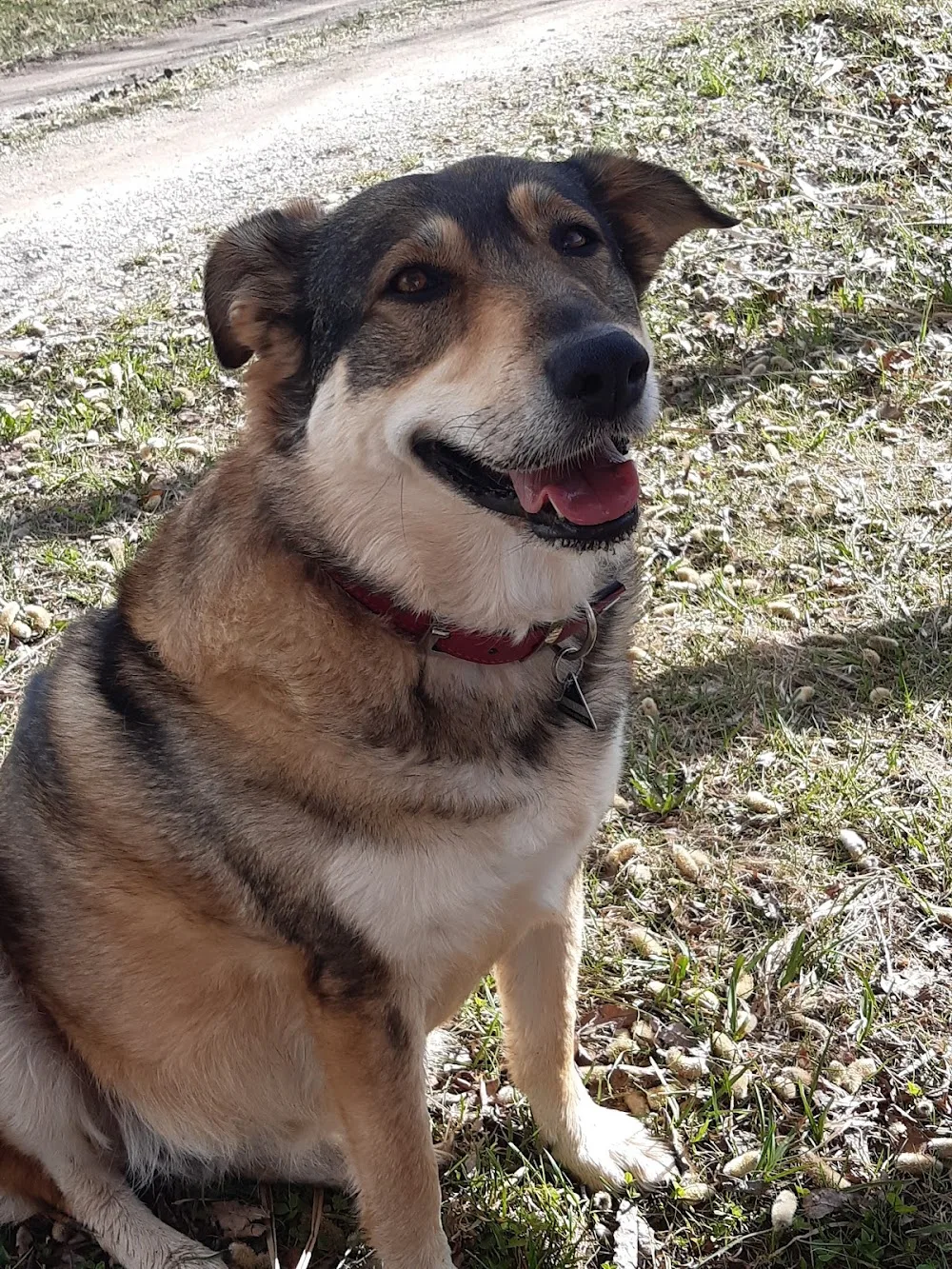 Hundepension - Kugel.de - Rhineland-Palatinate pet otel görseli 3
