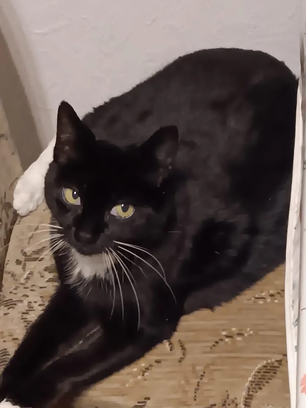 Katzenglück - Rhineland-Palatinate pet otel görseli 2