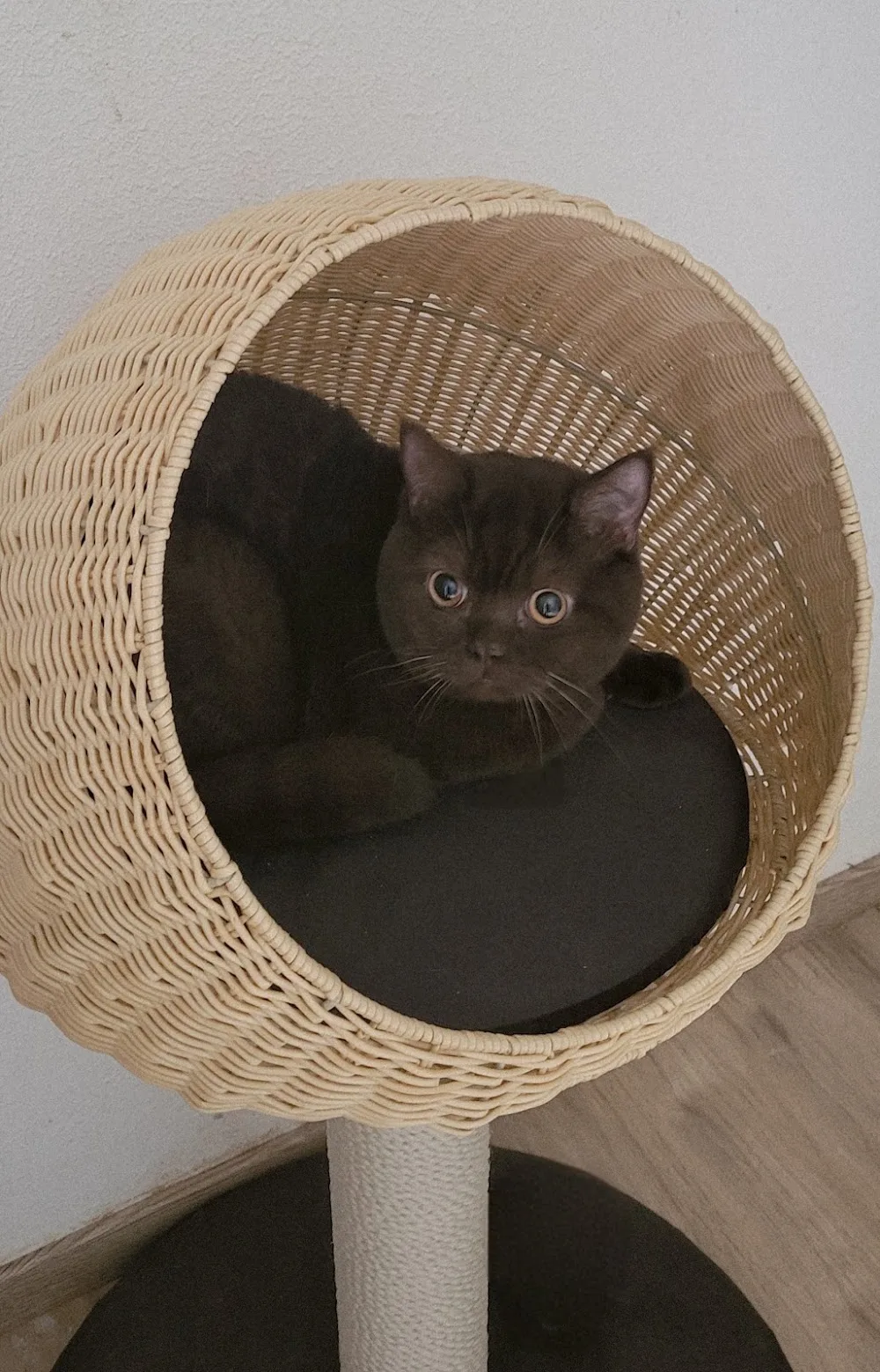 **** KATZENHOTEL Peggy&CO. ALL - Rhineland-Palatinate pet otel görseli 10