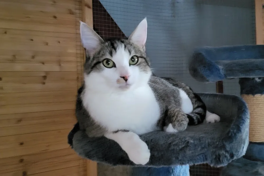 **** KATZENHOTEL Peggy&CO. ALL - Rhineland-Palatinate pet otel görseli 11