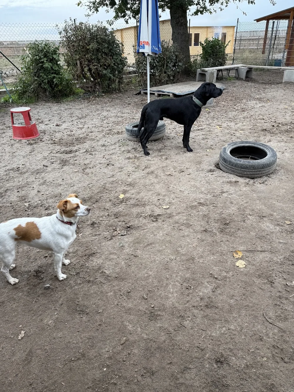 My Dog Ranch Hundepension u. Hundetagesstätte - Rhineland-Palatinate pet otel görseli 3