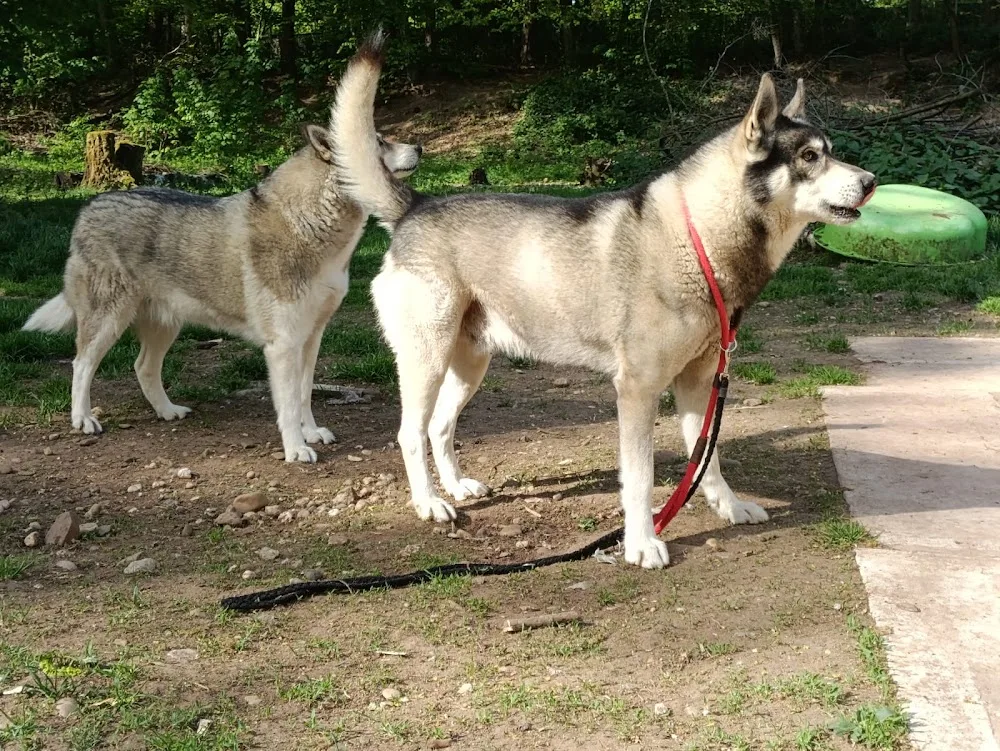 Pet Holiday Kennel - Rhineland-Palatinate pet otel görseli 3
