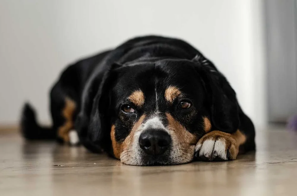 Tierbetreuung Saar Pfalz Eifel - Rhineland-Palatinate pet otel görseli 2