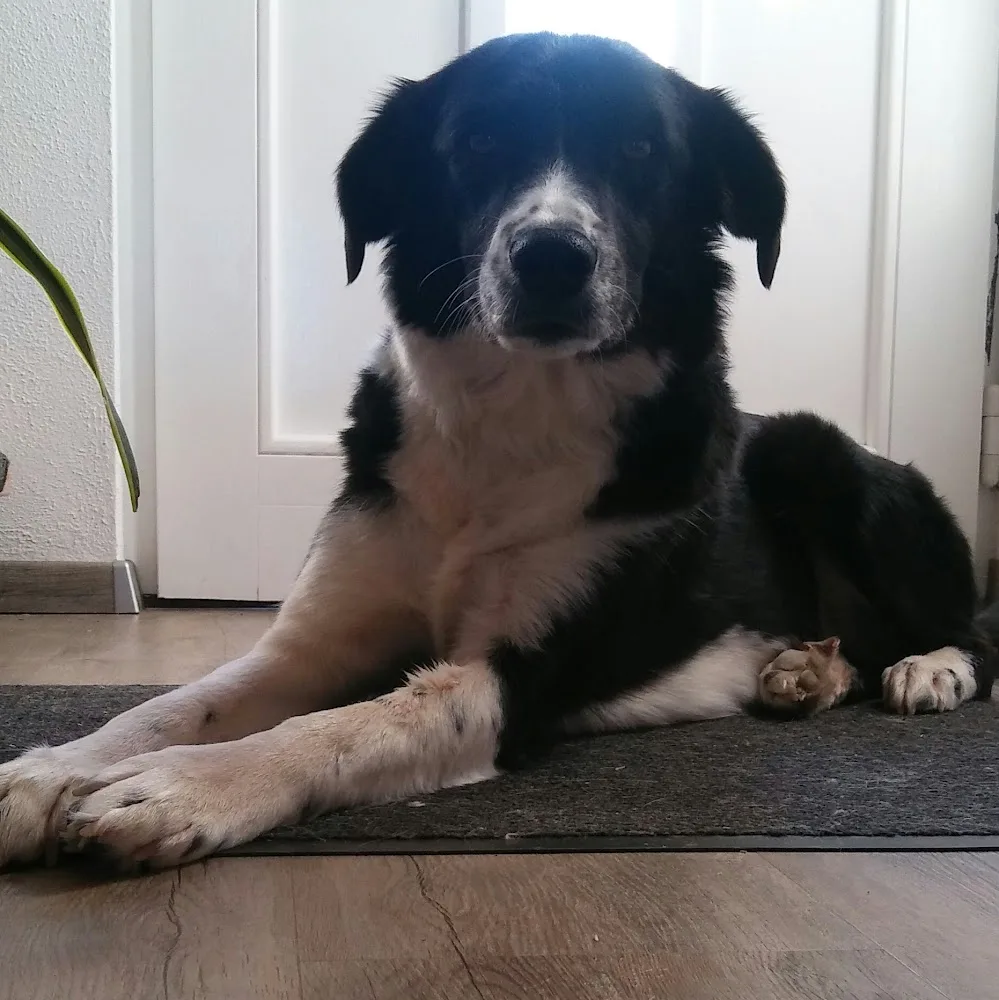 Tierbetreuung Saar Pfalz Eifel - Rhineland-Palatinate pet otel görseli 4