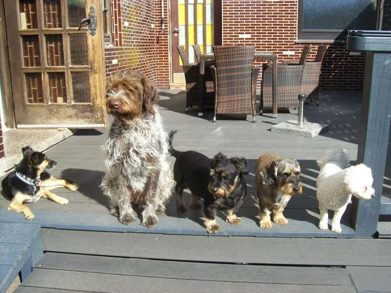 Tierbetreuung Saar Pfalz Eifel - Rhineland-Palatinate pet otel görseli 7