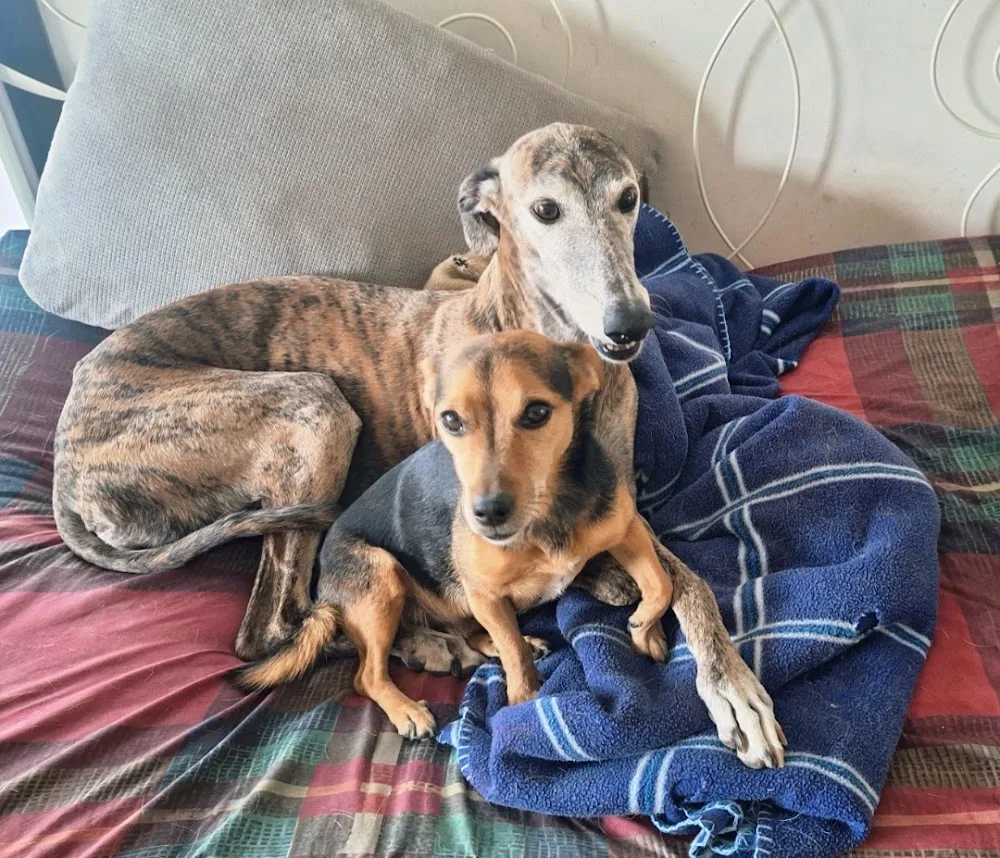 À TOUTOUX NOS AMOURS (Fanny Euksuzian Renard) - Rhône pet otel görseli 3