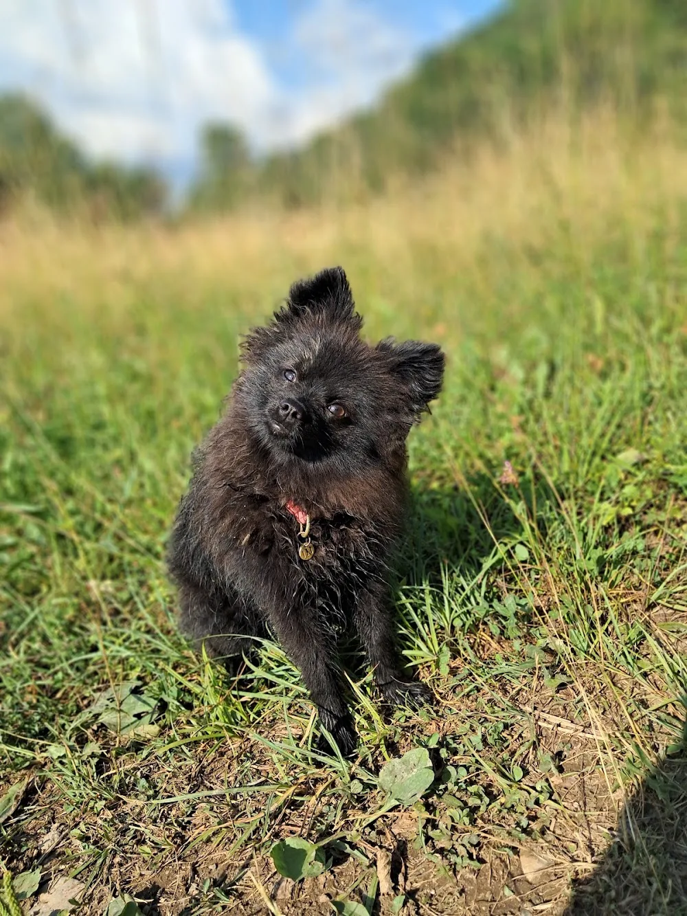 Canina Sanctuaris - pension canine du Beaujolais - Rhône pet otel