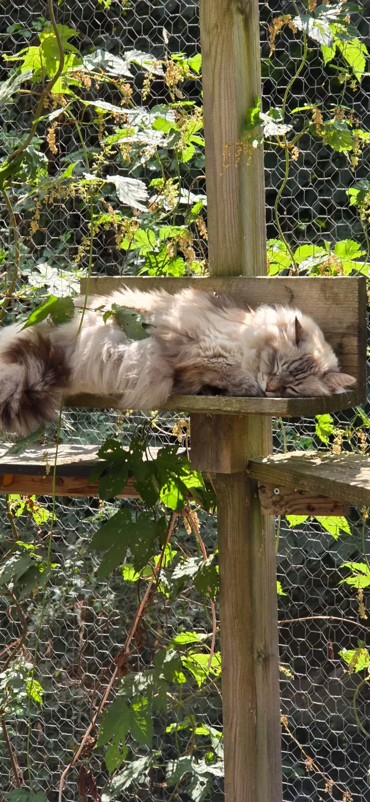 "Chez charly", pension canine 69 garde chiens et chats - Rhône pet otel