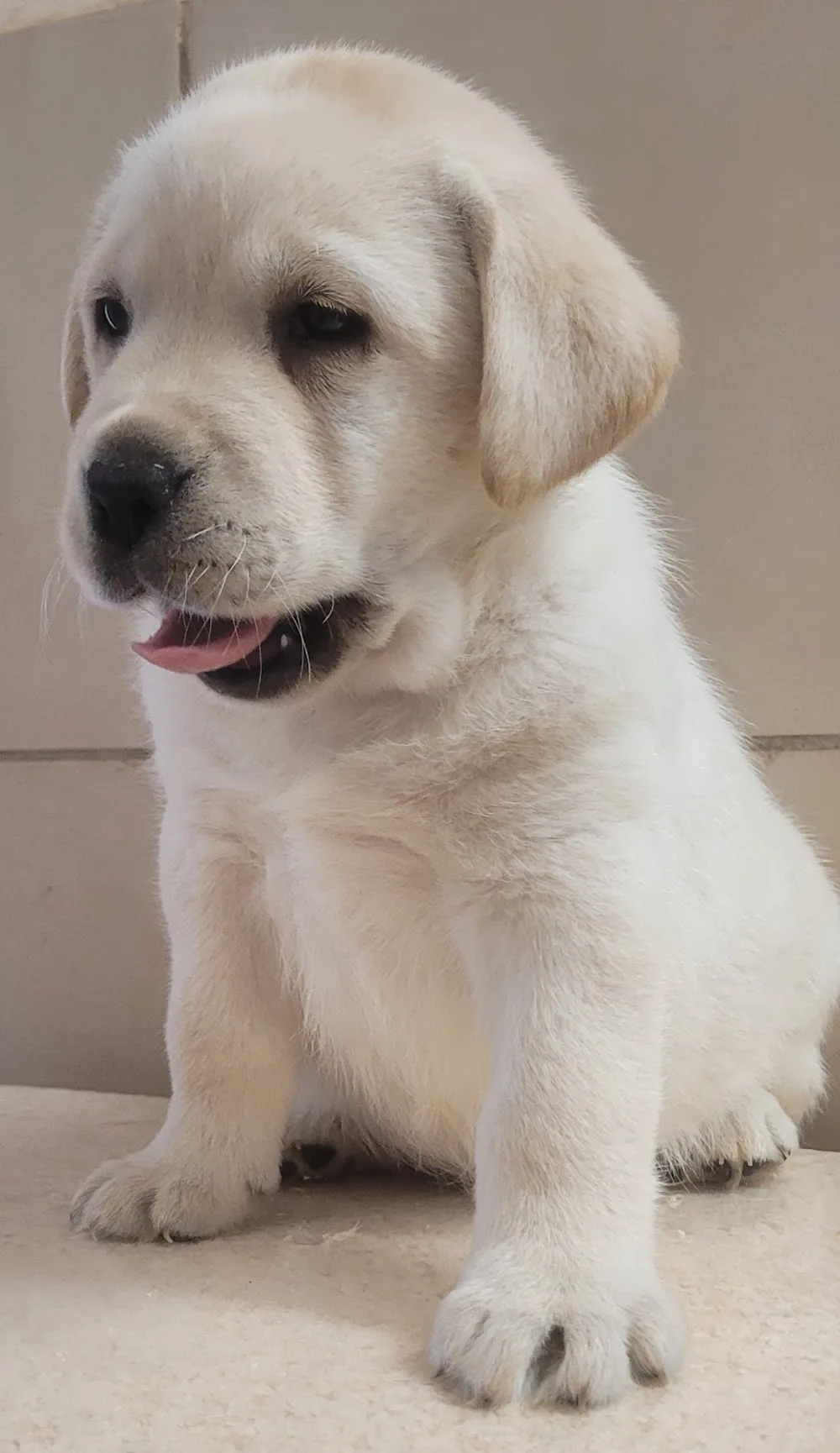Elevage des terres sacrées chiots labrador, golden retriever, spitz allemand, pension et éducation canine - Rhône pet otel görseli 3