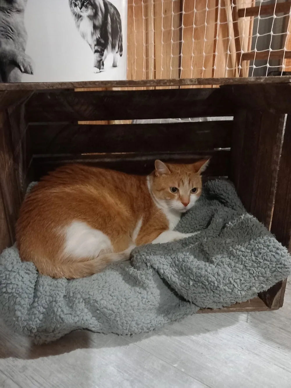 Entre Chats - Rhône pet otel görseli 2