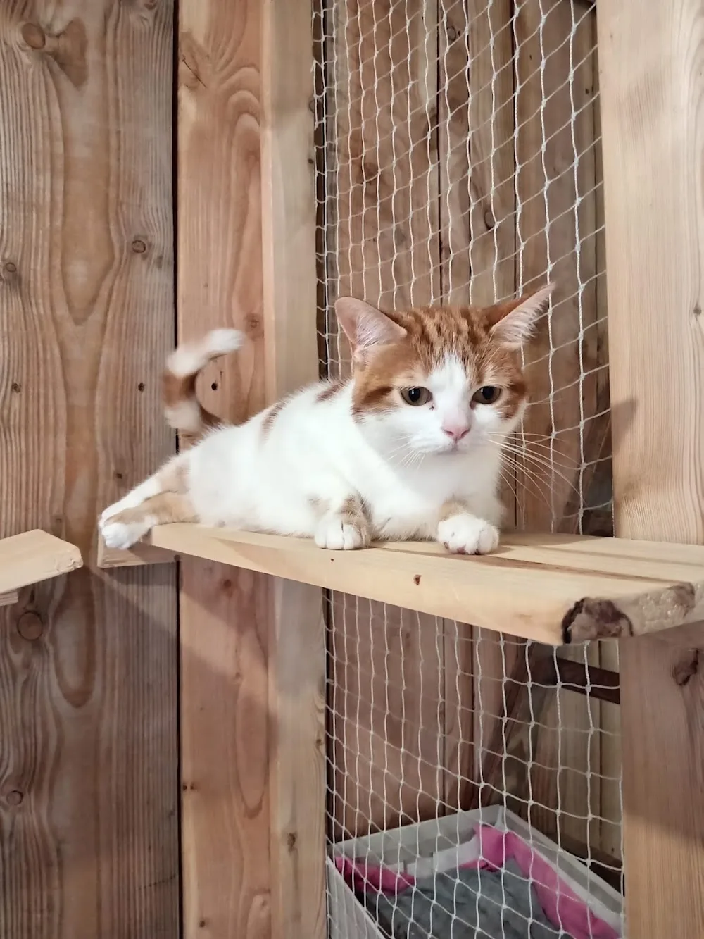 Entre Chats - Rhône pet otel görseli 3