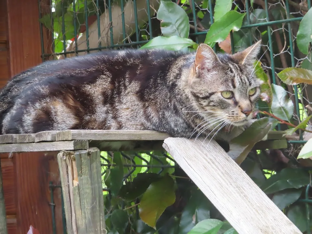 La Récré des Chats - Rhône pet otel görseli 3
