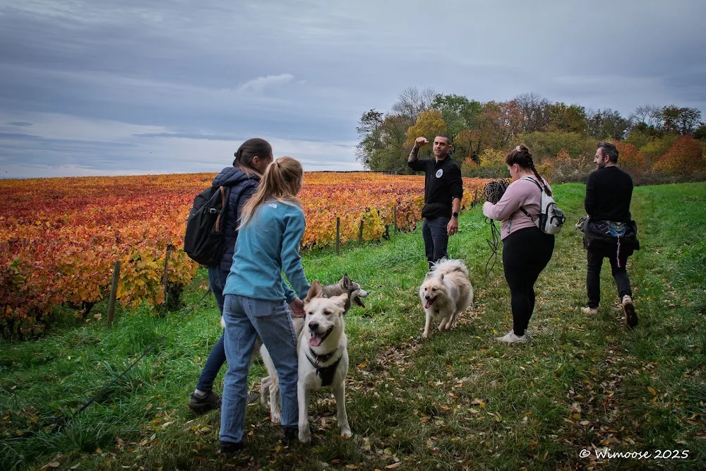Les Pattes en Coloc'- Pension animal -Educateur canin - Rhône pet otel görseli 2