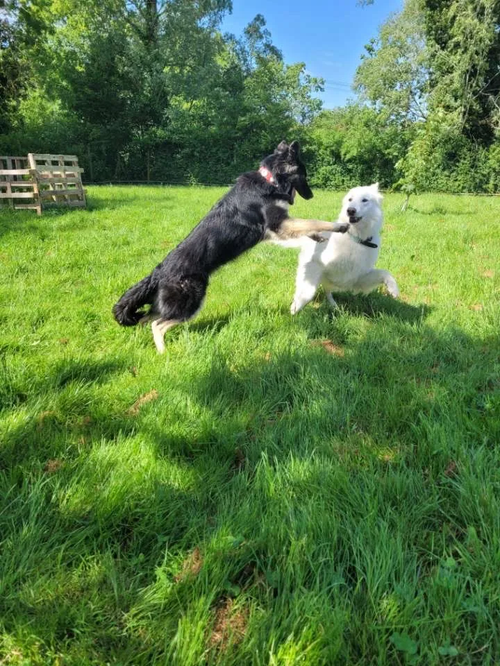 Les Terres D'azade Pension chiens et chat - Rhône pet otel görseli 3