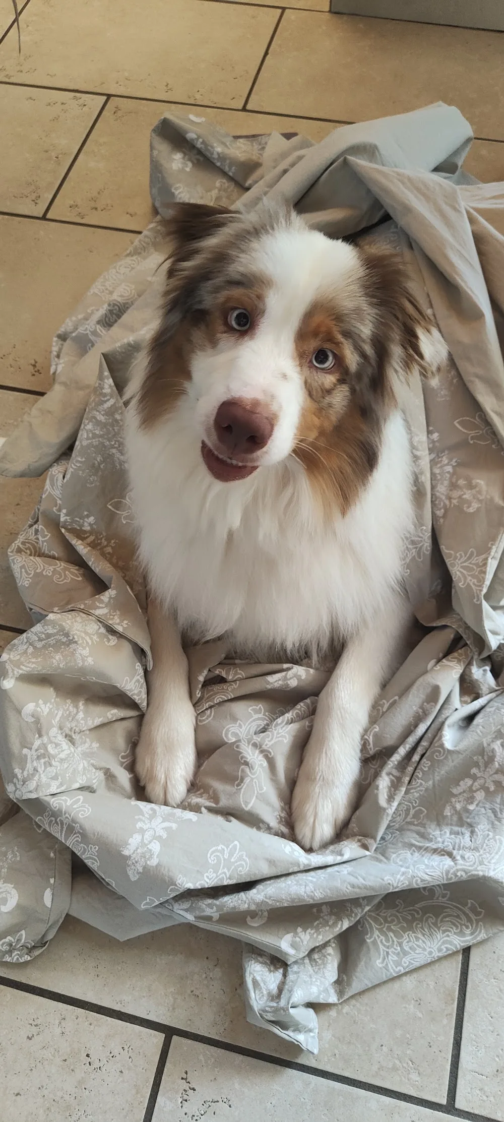 Les Toutous Fringants – Pension Canine - Rhône pet otel görseli 3