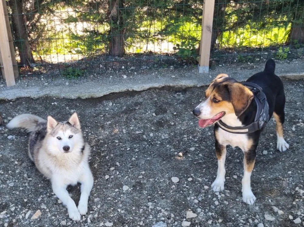 Pension Canine Familiale à LABALME : Dog paradise - Rhône pet otel